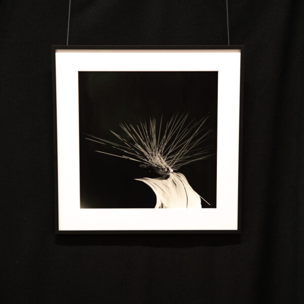 Untitled No 5 from the series