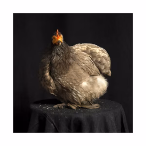 Alguses oli sõna  - Teos 4